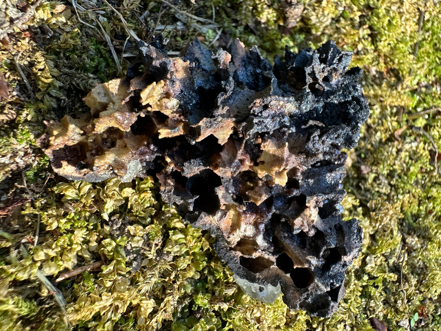 Botryoidal Goethite & Quartz