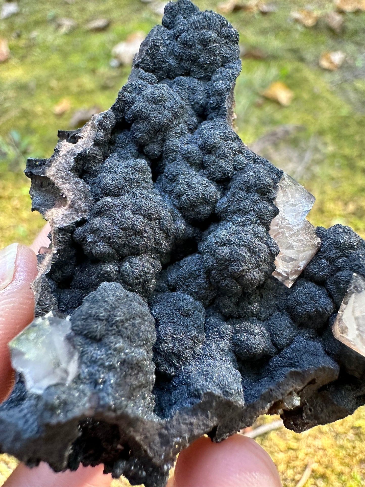 Botryoidal Goethite & Quartz
