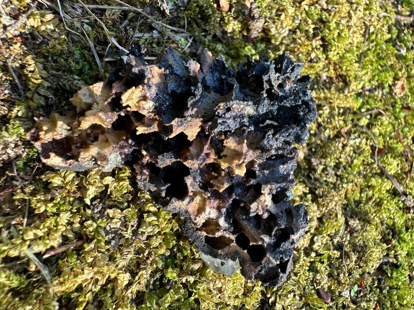 Botryoidal Goethite & Quartz