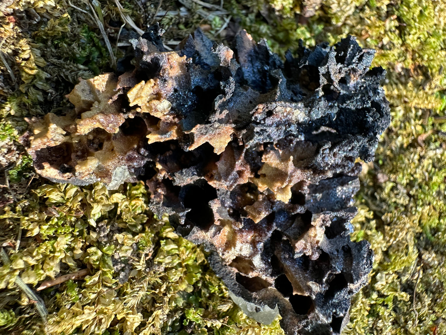 Botryoidal Goethite & Quartz