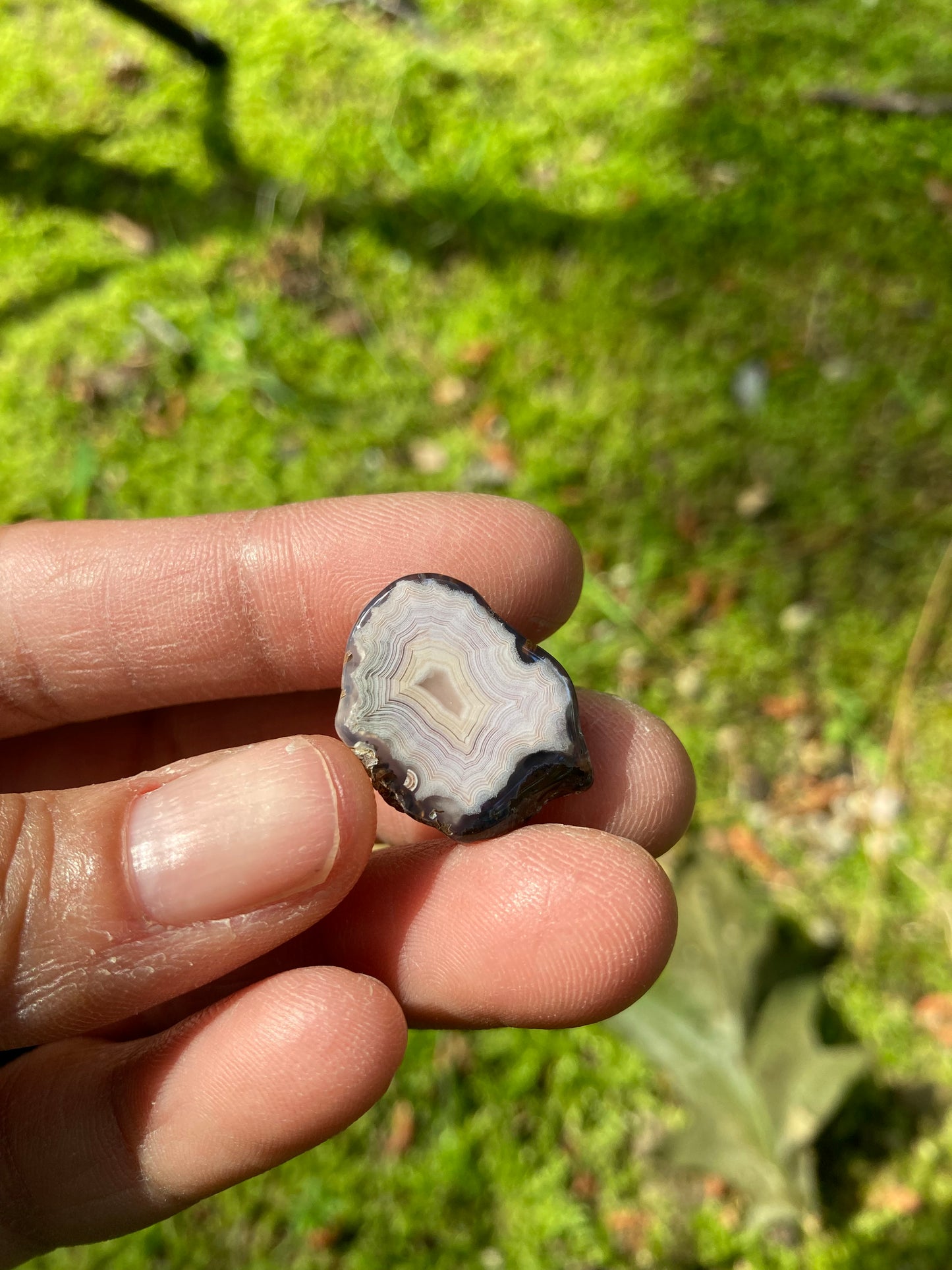 Polished Pink Laguna Agate With Eyes