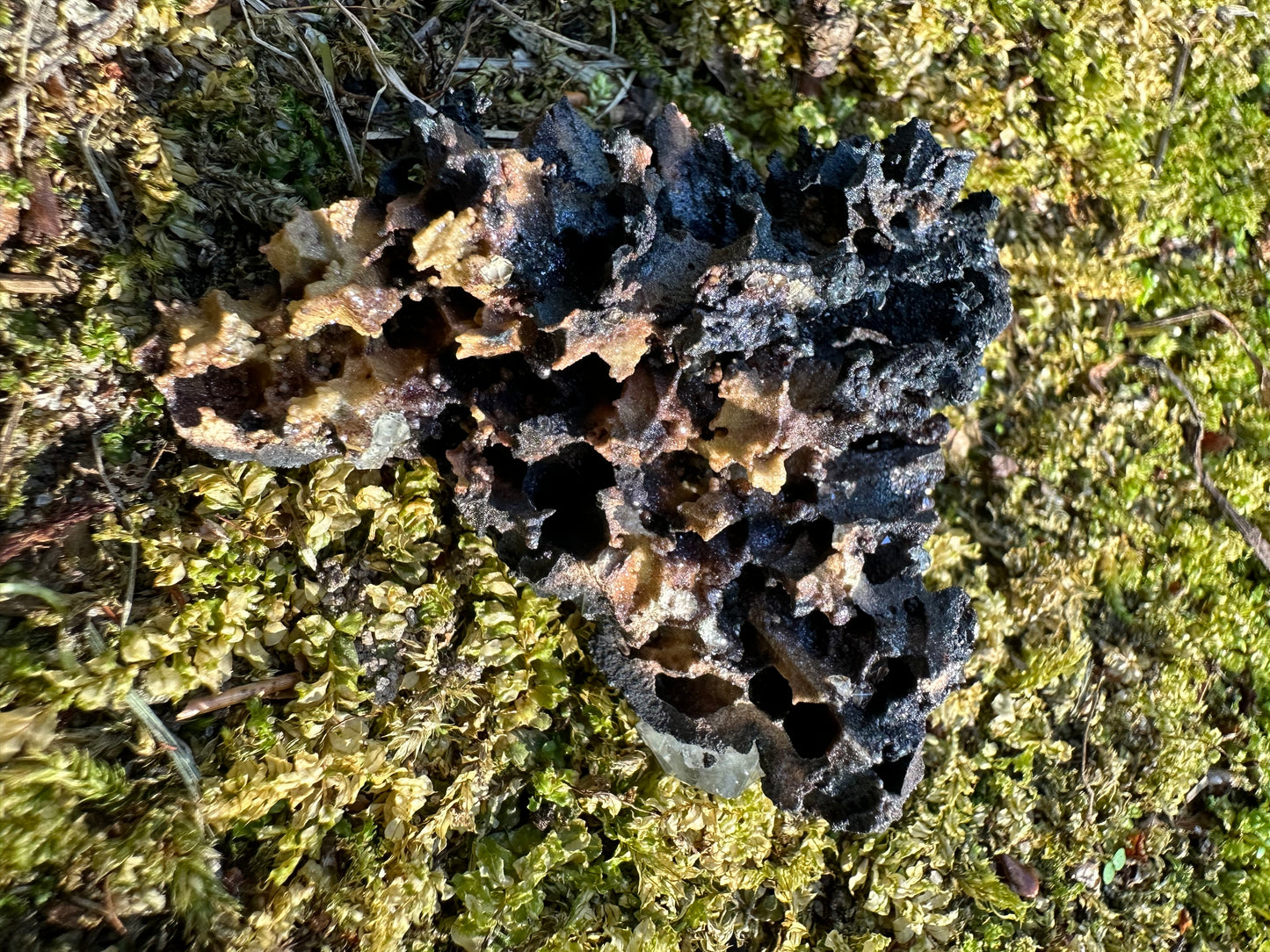 Botryoidal Goethite & Quartz